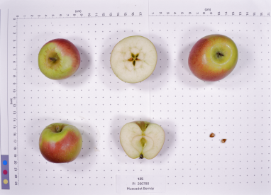 Click for 2 image(s) for this accession. FRUIT